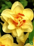Narcisy (Daffodils) - Tahiti