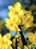 Narcisy (Daffodils) - Tripartite