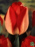 Tulipány (Tulips) - American Dream