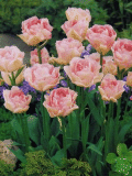 Tulipány (Tulips) - Angelique