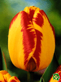 Tulipány (Tulips) - Banja Luka
