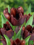Tulipány (Tulips) - Black Jewel
