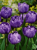 Tulipny (Tulips) - Blue Diamond