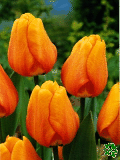 Tulipány (Tulips) - Blushing Apeldoorn