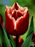 Tulipány (Tulips) - Canasta