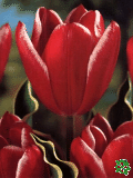 Tulipány (Tulips) - Charmeur