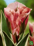 Tulipny (Tulips)