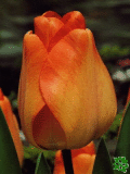 Tulipány (Tulips) - Daydream