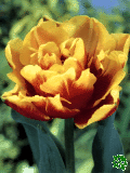 Tulipny (Tulips) - Double Focus