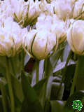 Tulipány (Tulips) - Exotic Emperor
