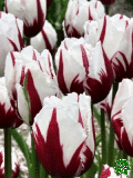Tulipány (Tulips) - Flaming Baltic