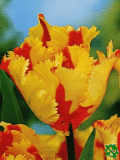 Tulipány (Tulips) - Flaming Parrot