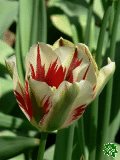 Tulipány (Tulips) - Flaming Springreen