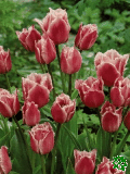 Tulipány (Tulips) - Fringed Family
