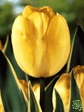 Tulipány (Tulips) - Garant