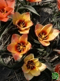 Tulipány (Tulips) - Girlfriend