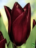 Tulipány (Tulips) - Havran