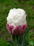 Tulipány (Tulips) - Ice Cream