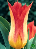 Tulipány (Tulips) - Lilyfire