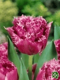 Tulipány (Tulips) - Matchpoint