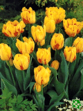 Tulipány (Tulips) - Monsella