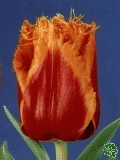 Tulipány (Tulips) - Palmares