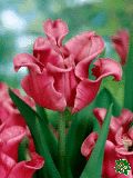 Tulipány (Tulips) - Picture