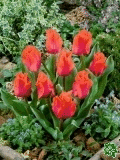 Tulipány (Tulips) - Portland