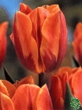 Tulipány (Tulips) - Princess Irene