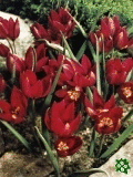 Tulipány (Tulips) - Pulchella Odalisque