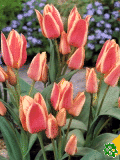 Tulipány (Tulips) - Quebec