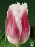 Tulipány (Tulips) - Siesta