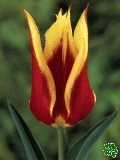 Tulipány (Tulips) - Synaeda King