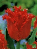 Tulipány (Tulips) - ValeryGergiev
