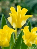 Tulipány (Tulips) - Yellow Crown