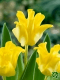 Tulipny (Tulips) - Yellow Crown