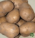 sadbové brambory - Agata, velmi raná odrůda (varný typ BA)