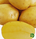 sadbové brambory - Martina, raná odrůda (varný typ BA)