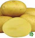 sadbové brambory - Presto, velmi raná odrůda (varný typ B)