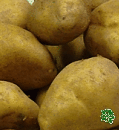 sadbové brambory - Princess, raná odrůda (varný typ AB)