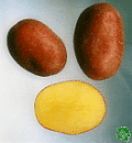 Sadbové brambory marabel