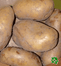 Adéla, sadbové brambory, raná odrůda (varný typ B)