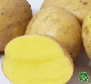 Alonso, sadbové brambory, poloraná odrůda (varný typ AB)