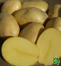 Belana, sadbové brambory, raná odrůda (varný typ AB)