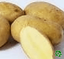 Liliana, sadbové brambory, velmi raná odrůda (varný typ B)