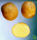 Sadbové brambory karin