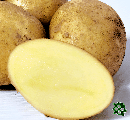 Monika, sadbové brambory, velmi raná odrůda (varný typ B)