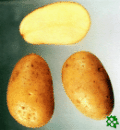 Dali, sadbové brambory, raná odrůda (varný typ BA)