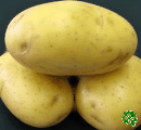 Rafaela, sadbové brambory, poloraná odrůda (varný typ A)