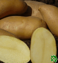 Colette, sadbové brambory, velmi raná odrůda (varný typ BA)